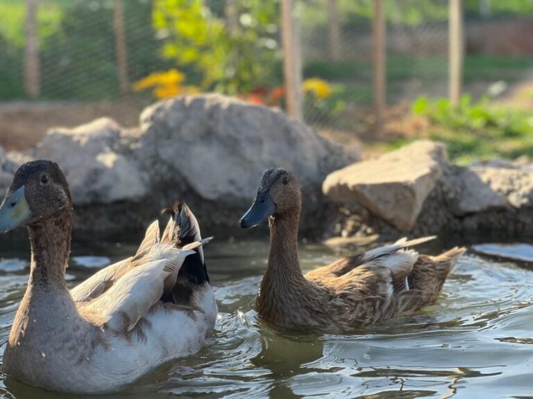 Murcia, Astronomy Night in Finca Astronomica - What to Expect from Your Evening at Finca Astronomica