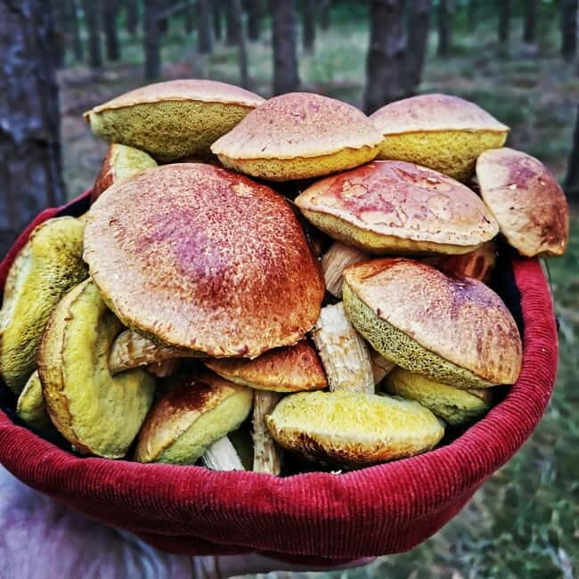 Mushroom picking in the forests near Riga - Forest Therapy and Cultural Insights