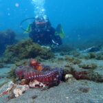 My First Scuba Dive into the Ocean from Terceira - Azores - Practical Details and Considerations