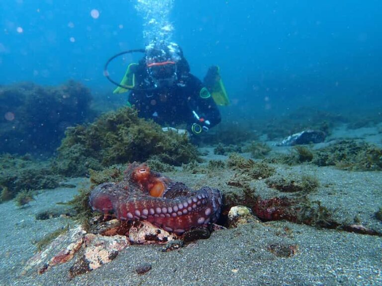 My First Scuba Dive into the Ocean from Terceira - Azores - Practical Details and Considerations