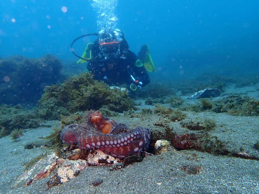 My First Scuba Dive into the Ocean from Terceira - Azores - Practical Details and Considerations