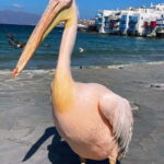 Mykonos Cruise Passenger Exclusive Jeep Tour: Must See in 4h - What Makes This Tour Stand Out?