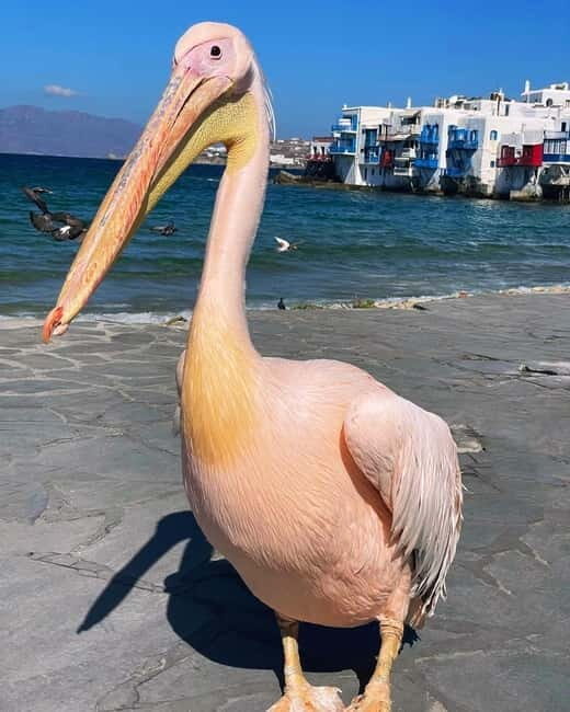 Mykonos Cruise Passenger Exclusive Jeep Tour: Must See in 4h - What Makes This Tour Stand Out?