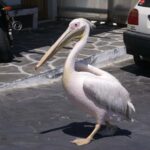 Mykonos: Cruise Ship Terminal Pickup & Sightseeing Tour - The Practicalities: Transportation, Timing, and Cost