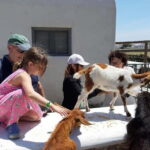 Mykonos Family Jeep Adventure: Farm, Winery and Beach Fun - Whats Included & What to Keep in Mind