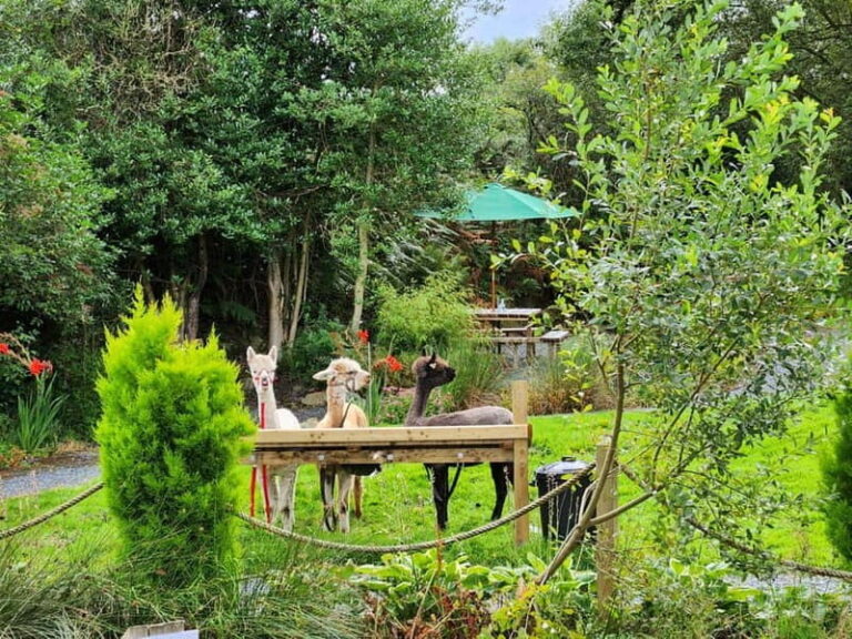 N. Ireland: Award Winning Guided Scenic Alpaca Trekking - Who Should Consider This Tour?