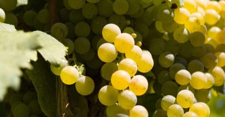 Naples: Mount Vesuvius Vineyard Tour w/ Lunch & Wine Tasting - A Detailed Look at the Mount Vesuvius Vineyard Tour