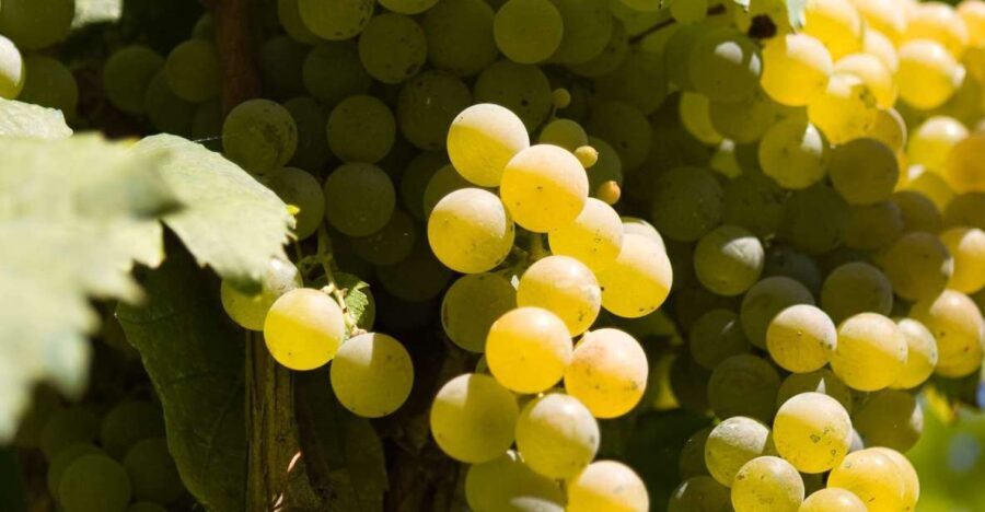 Naples: Mount Vesuvius Vineyard Tour w/ Lunch & Wine Tasting - A Detailed Look at the Mount Vesuvius Vineyard Tour