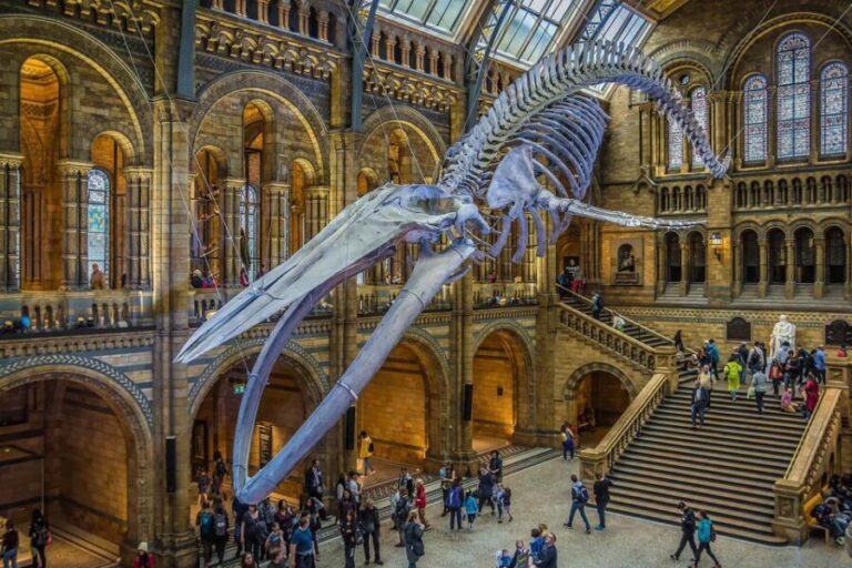 Natural Museum: Diplodocus to Blue Whale Wonders - Practical Details and Tips