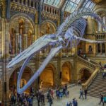Natural Museum: Diplodocus, Volcanoes, Whale, and Gems - Value and Practical Insights