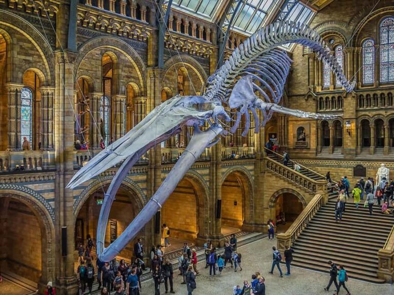 Natural Museum: Diplodocus, Volcanoes, Whale, and Gems - Value and Practical Insights