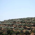 Naxos Dream Tour: Local Flavors, Olive Oil, Lunch - Why This Tour Offers Great Value