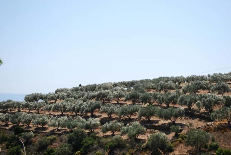 Naxos Dream Tour: Local Flavors, Olive Oil, Lunch - Why This Tour Offers Great Value