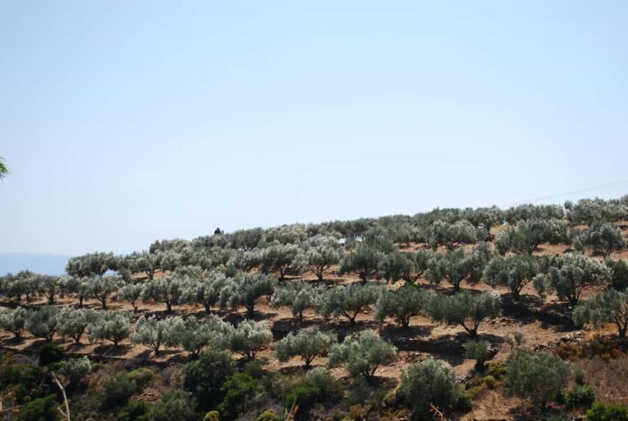 Naxos Dream Tour: Local Flavors, Olive Oil, Lunch - Why This Tour Offers Great Value