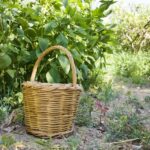 Naxos: In-Villa Private Dinner - Authentic Greek recipes - The Experience: Step-by-Step Breakdown