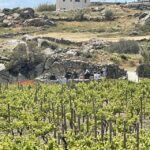 Naxos: Private Vineyard Tour & Wine Tasting with an Expert - The Logistics and Practical Details