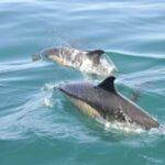 Nazaré: Dolphin Safari - Authentic Insights from Travelers
