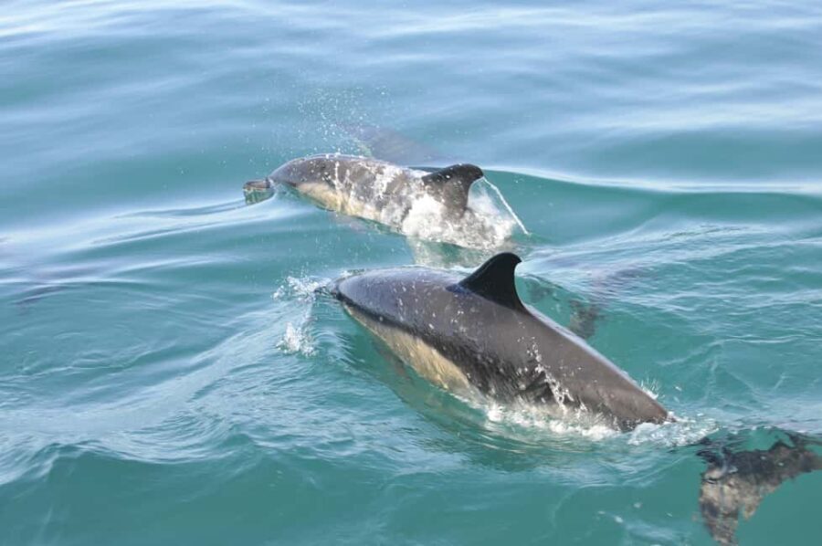 Nazaré: Dolphin Safari - Authentic Insights from Travelers