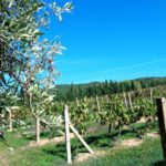 Near Cagliari: The World of Natural Wine at "In Our Garden" - What Makes This Tour Stand Out?