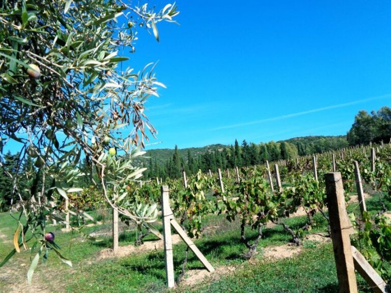 Near Cagliari: The World of Natural Wine at "In Our Garden" - What Makes This Tour Stand Out?
