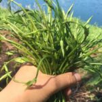 Nemi: Herb Harvesting and Cooking Class Experience - Why This Experience Offers Real Value