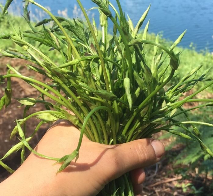 Nemi: Herb Harvesting and Cooking Class Experience - Why This Experience Offers Real Value