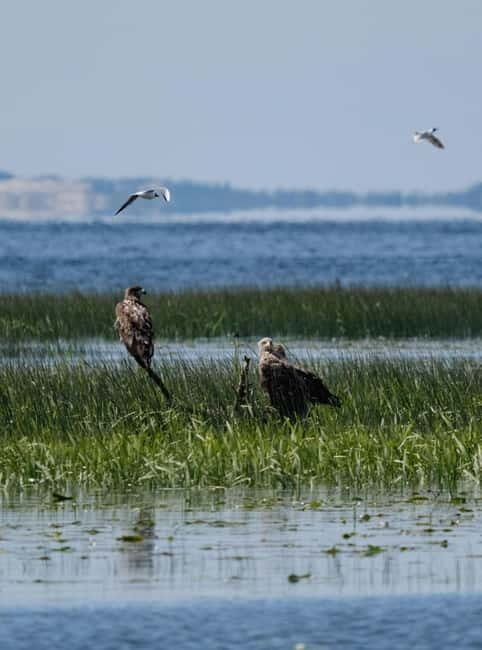 Nida: Bird-Watching Adventure in Nemunas Delta - The Value of Guided Insight