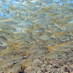 No Experience Needed-Discover Scuba Diving with Pickup - Detailed Breakdown of the Itinerary