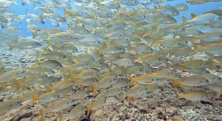 No Experience Needed-Discover Scuba Diving with Pickup - Detailed Breakdown of the Itinerary