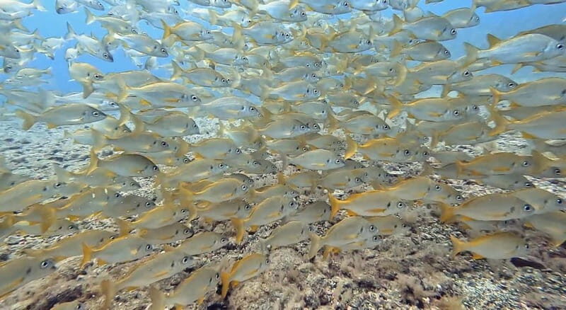 No Experience Needed-Discover Scuba Diving with Pickup - Detailed Breakdown of the Itinerary