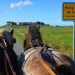 Nordstrand: Daytrip by boat to Amrum - An In-Depth Look at the Nordstrand Daytrip