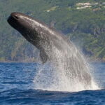 Observation of whales and dolphins in island Pico - Final Thoughts on the Pico Whale and Dolphin Tour