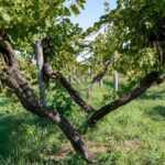 Off-road tour through vineyards and organic wine tasting Villa Bogdano 1880 - The Itinerary Breakdown