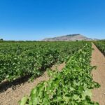 Oil & Wine Tasting - The Taste of Sicily: What You’ll Savor