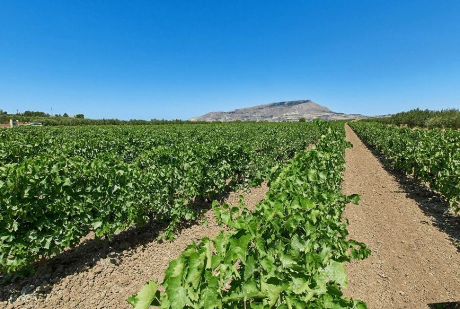 Oil & Wine Tasting - The Taste of Sicily: What You’ll Savor