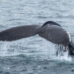 Ólafsvík: Whale Watching Tour - The Scenic Boat Ride