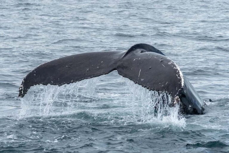 Ólafsvík: Whale Watching Tour - The Scenic Boat Ride