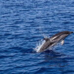 Olbia: Dolphin Watching & Snorkeling Boat Trip - Practical Details & What to Expect