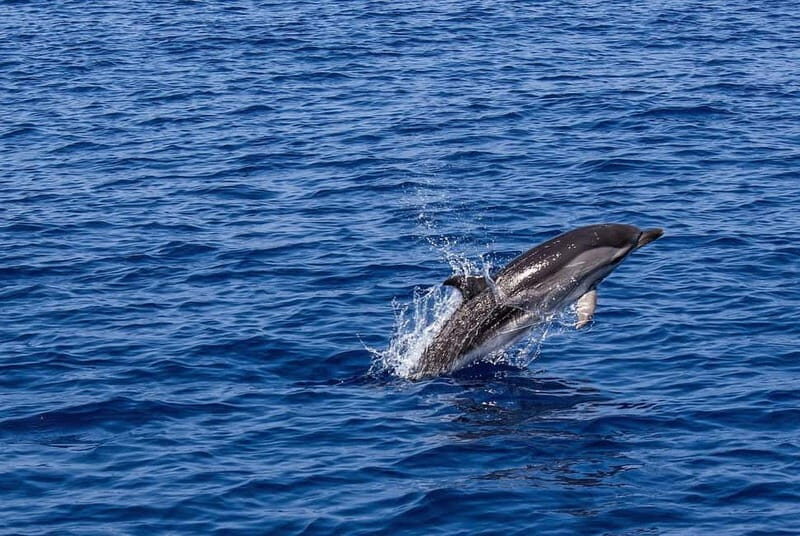 Olbia: Dolphin Watching & Snorkeling Boat Trip - Practical Details & What to Expect