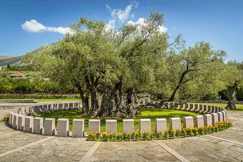 Old Town Bar, Old Olive Tree and the region of olive groves - The Old Olive Tree – A Living Monument