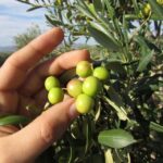 OleoAlmanzora: Guided tour + Masterclass of EVOO tasting Eng - The Itinerary: What You Can Expect