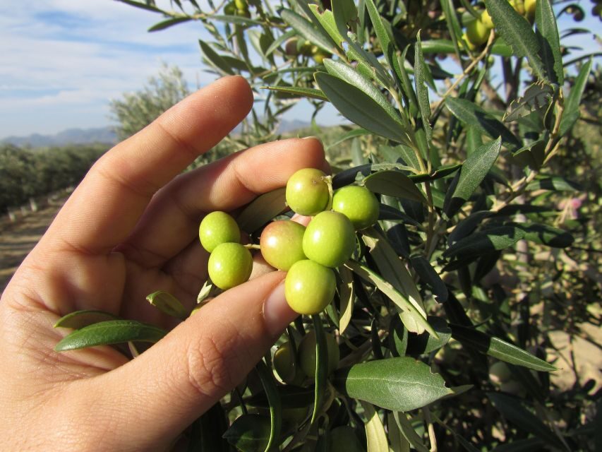 OleoAlmanzora: Guided tour + Masterclass of EVOO tasting Eng - The Itinerary: What You Can Expect