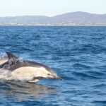 Olhão: Dolphin Observation - What’s Included & What’s Not