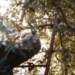 Olive Mill Tour and Tasting in the Verona Countryside - Why This Tour Works Well