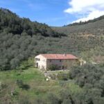 Olive Mill Tour with Oil and Food Tastings near Pisa - What We Loved About This Tour