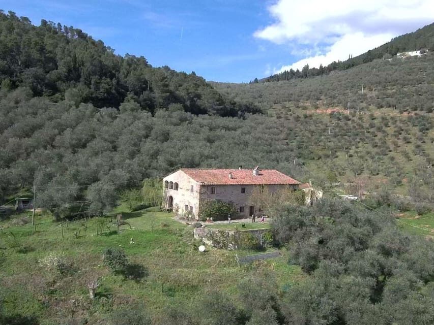 Olive Mill Tour with Oil and Food Tastings near Pisa - What We Loved About This Tour