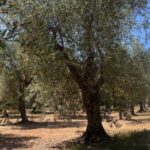 Olive Mill Tour with Olive Oil Tasting in Sassari - Who Will Love This Tour?