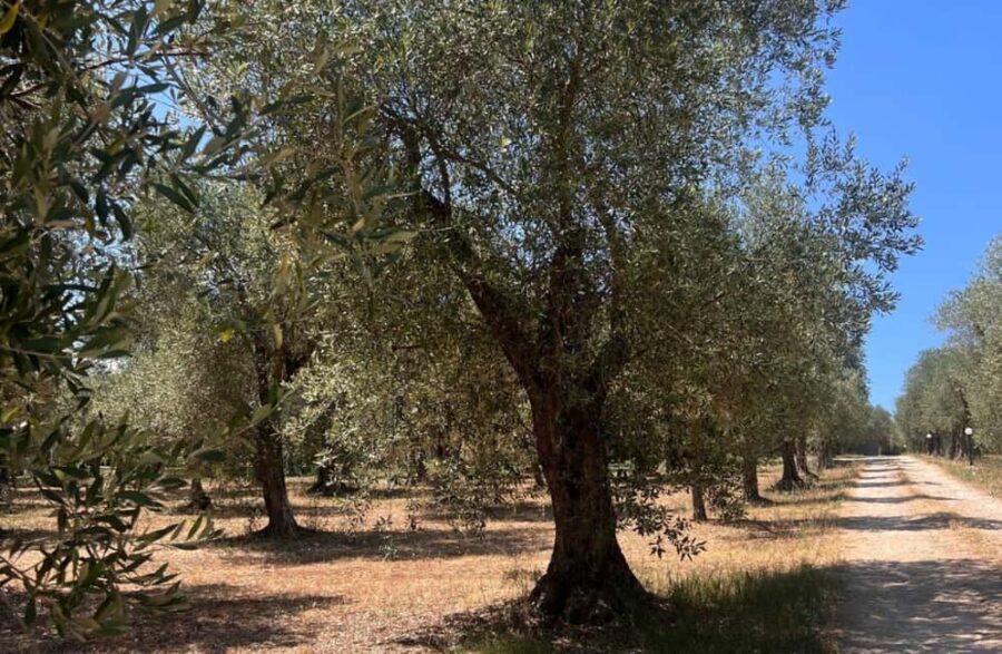 Olive Mill Tour with Olive Oil Tasting in Sassari - Who Will Love This Tour?