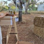 Olive Oil and almond Tour and Tasting: Brindisi, Ostuni - A Detailed Look at the Tour Experience