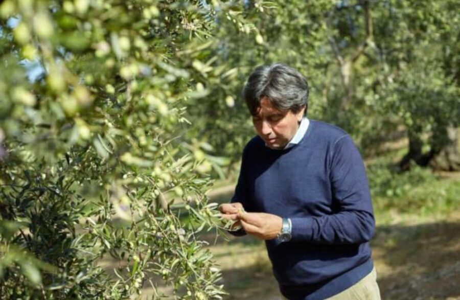 Olive Oil Mill Tour with Tasting near Bari - The Sum Up
